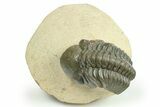 Detailed Reedops Trilobite - Atchana, Morocco #268749-2